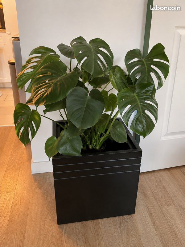 Grand cache-pot carré noir design (image 1)