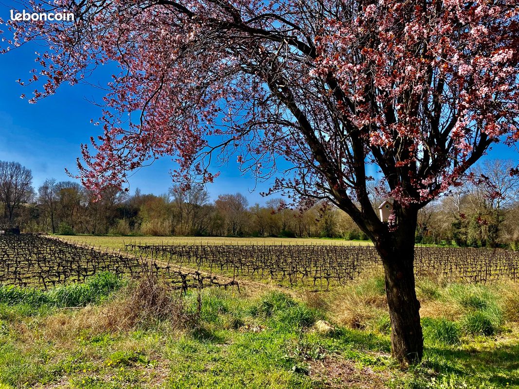 Lodging Au Milieu des Vignes : 2 à 3 Personnes (image 9)