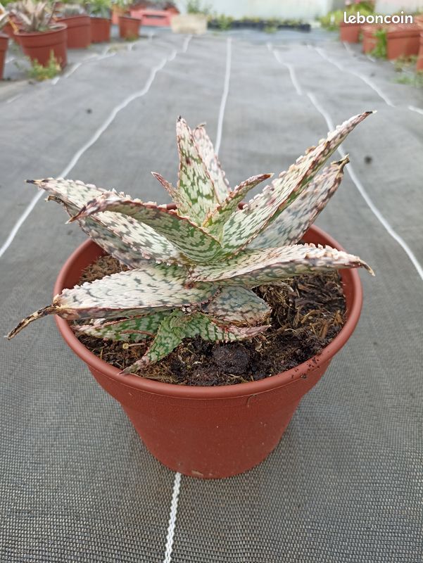 aloe peach Aloe 