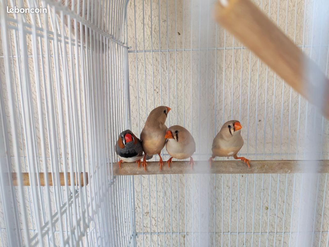 Mandarins (image 1)