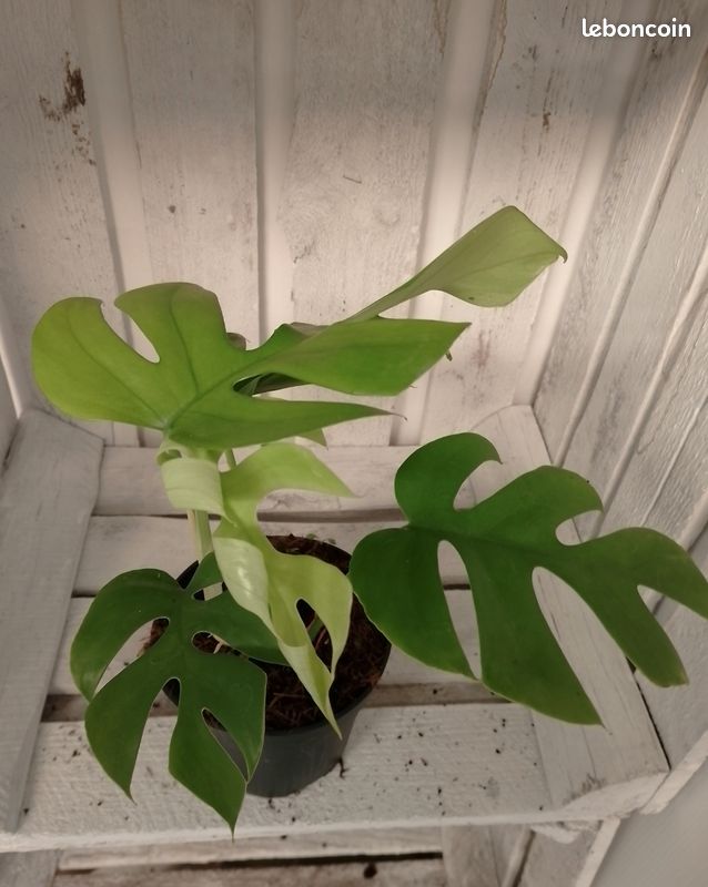 Monstera little sister (image 1)