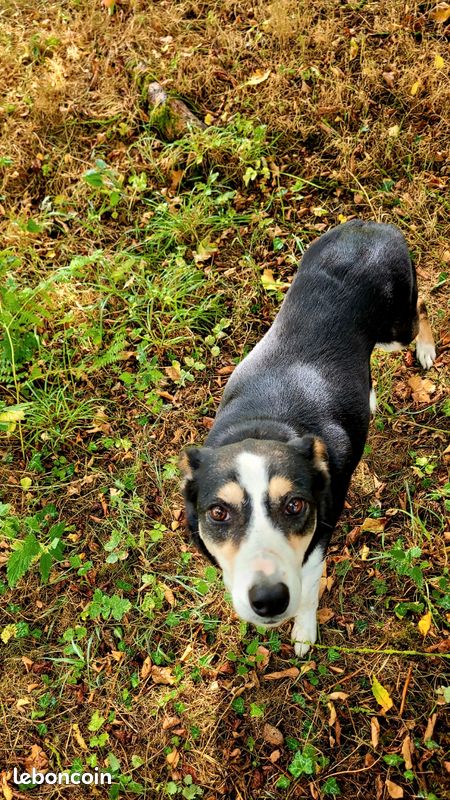 Chienne Border Collie retraité (image 3)