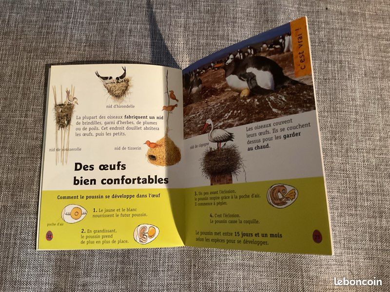 Au pays des œufs (image 3)