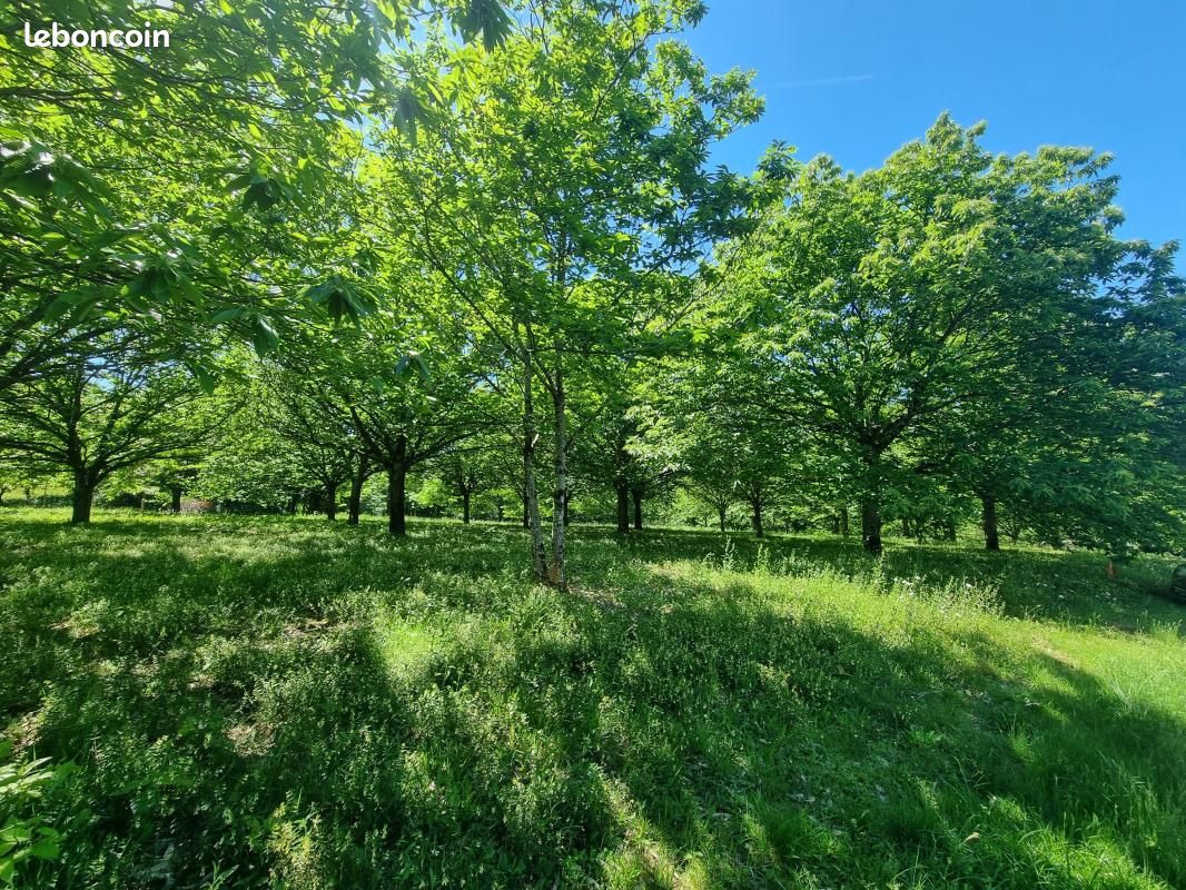 Terrain 4 020 m² Saint Yrieix La Perche (image 3)