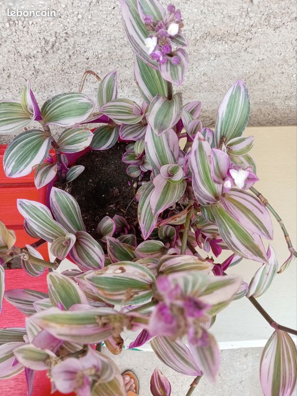 Plante misère (image 3)