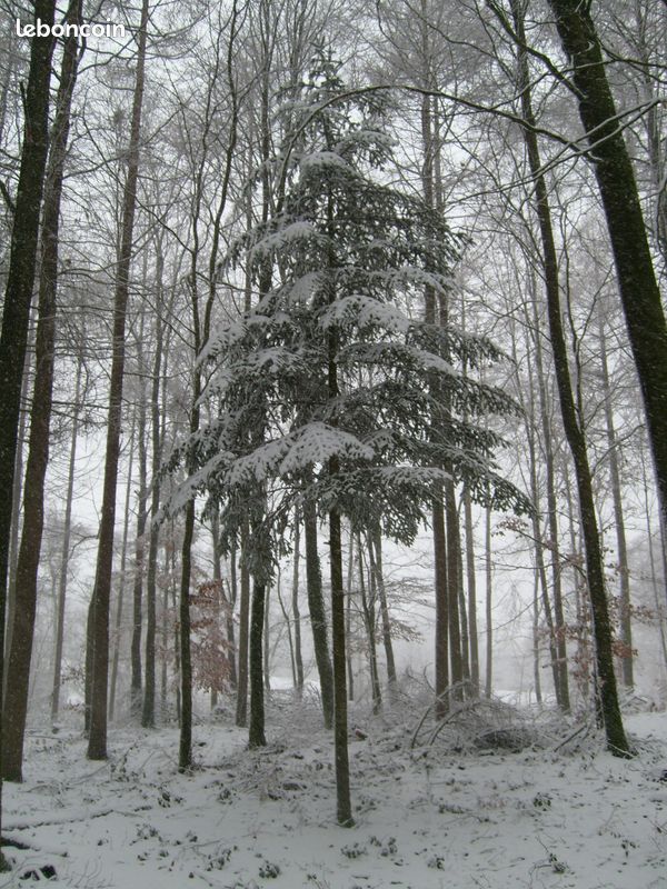 Bois forêt taillis · à Gacé · 123 456 €