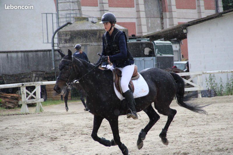 Veste D'équitation Kris Reutter Laine Marron - Taille S - Robe Courte Allemande