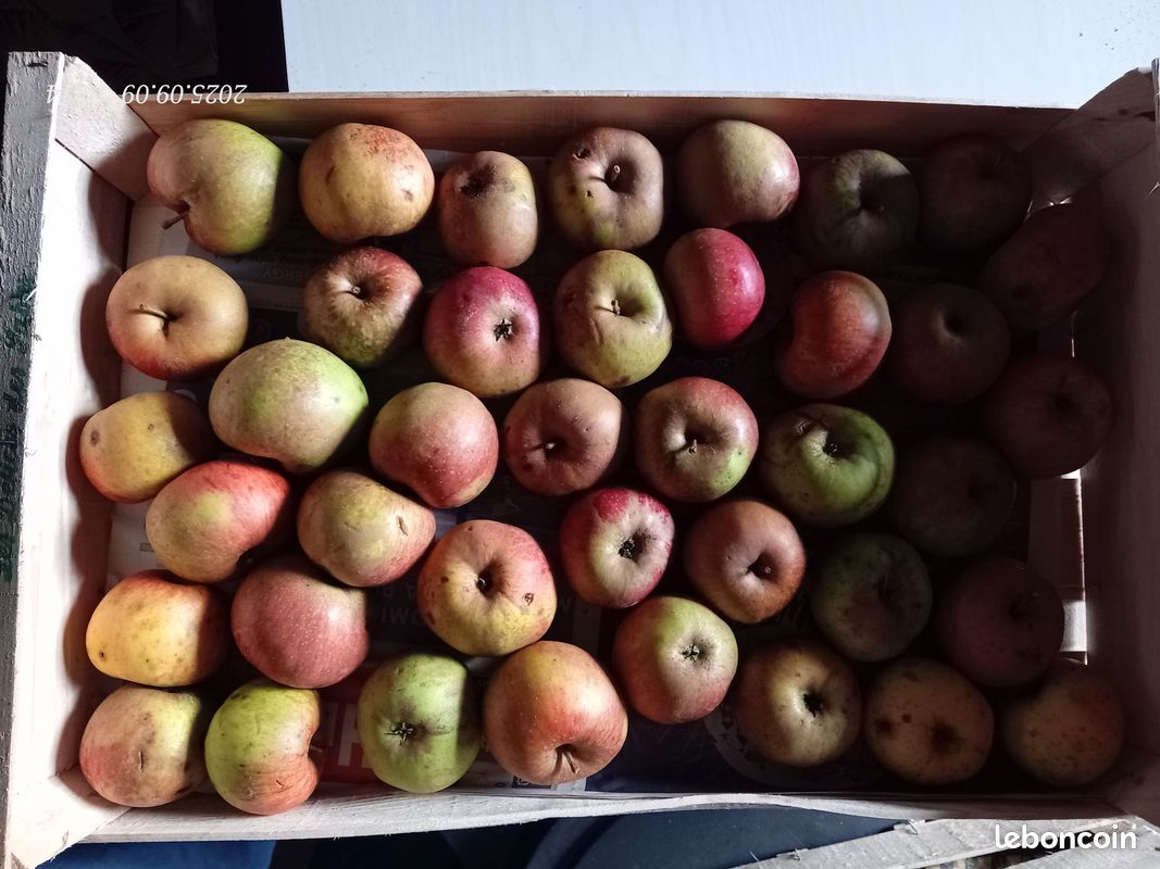 Pommes de pays, différentes variétés (image 3)