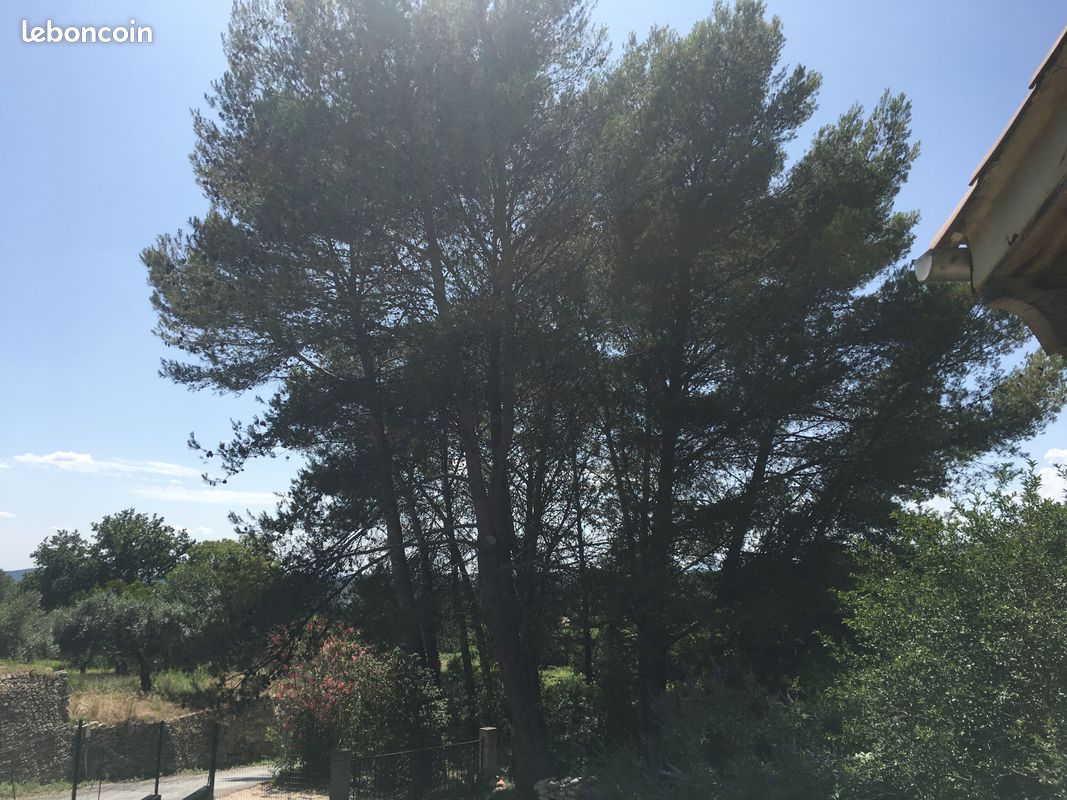 Donne arbres à couper sur pieds (image 1)