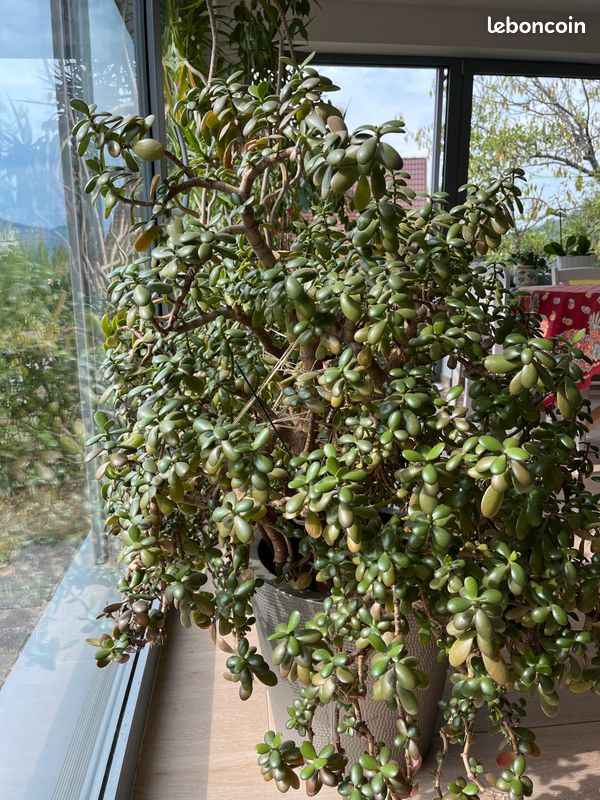 Crassula arbre de jade (image 1)