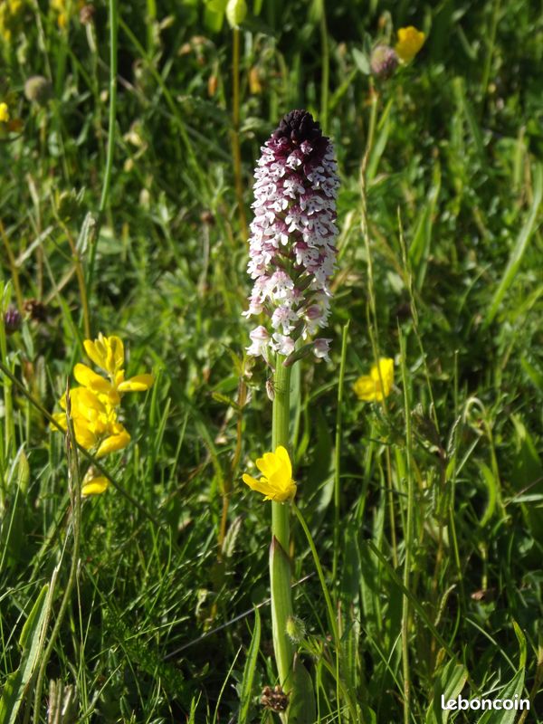 Vacances 2 personnes CANTAL proche Aurillac (image 12)