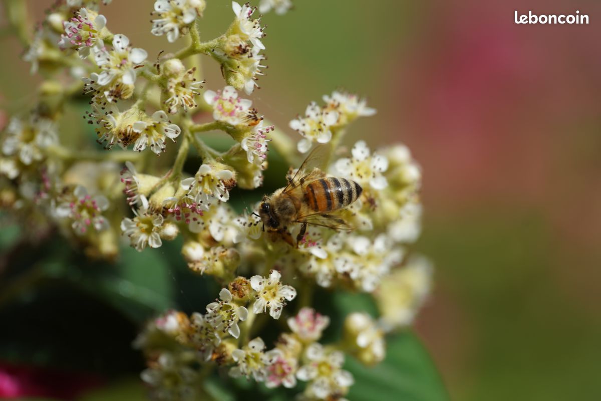Objectif Minolta AF 100 mm f/2.8 Macro (monture SONY A) (image 12)