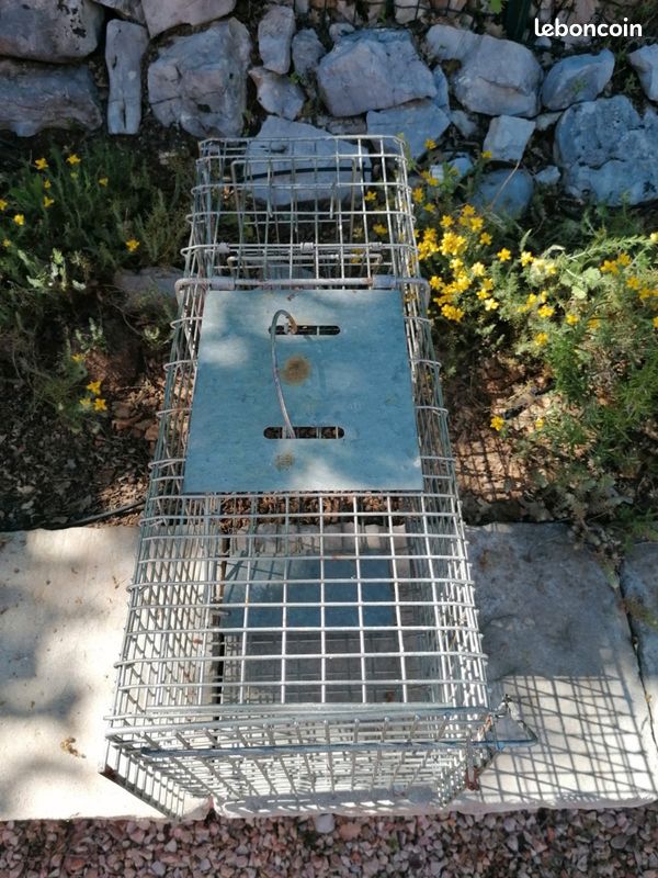 Cage de piégeage 65 cm (Capture vivante) (image 3)