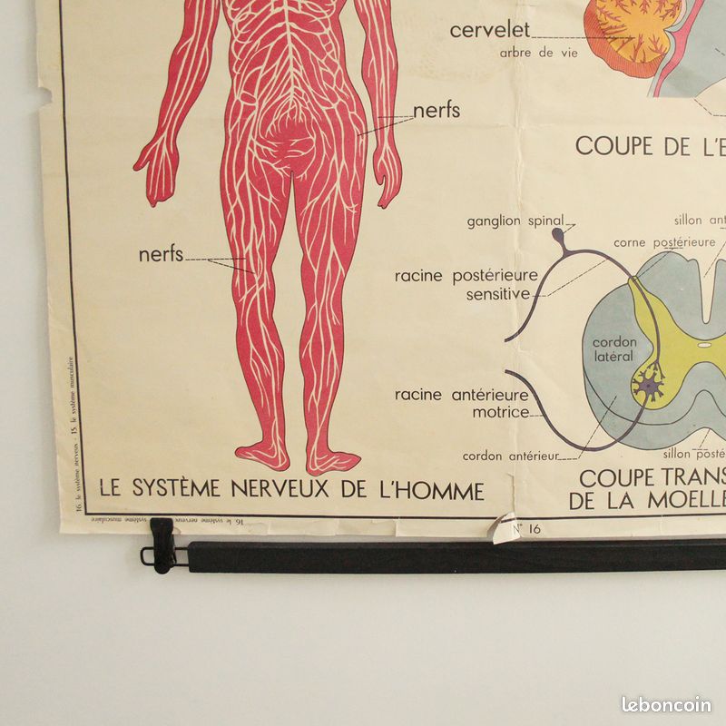 Affiche Vintage Scolaire Éditions Rossignol / le système musculaire / le système nerveux (image 10)