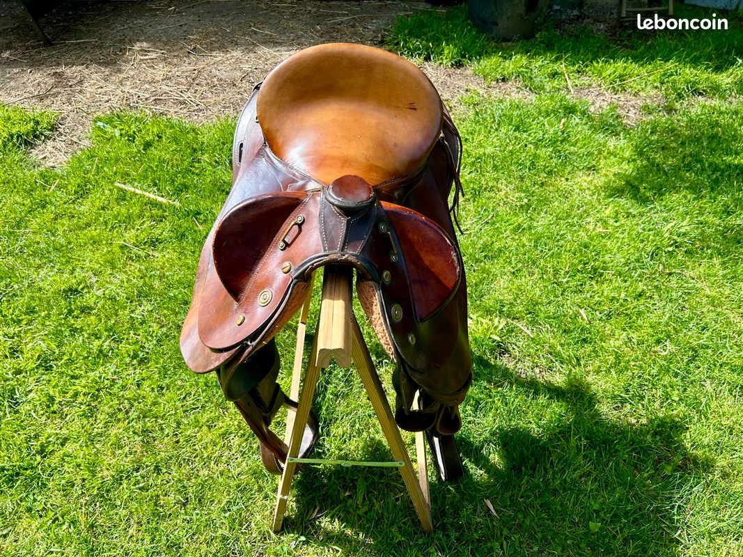 Selle australienne (image 3)