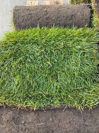 Gazon naturel⁪⁭⁪‍⁭⁪⁫⁪⁮‌⁠⁪⁬⁮‍ 🌳 Cultivé en plein champ (image 2)