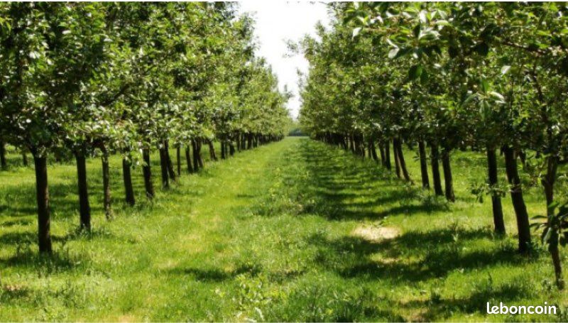 Terrain en verger bio en rendement sur 5 hectares · à Vernou-sur-Brenne · 30 000 €