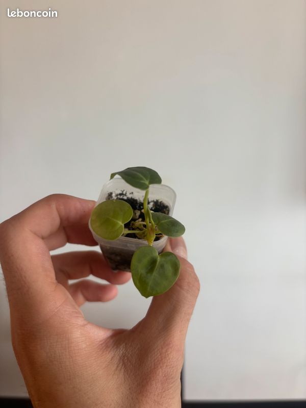 Anthurium silver blush x crystallinum (LOT n°2) (image 2)