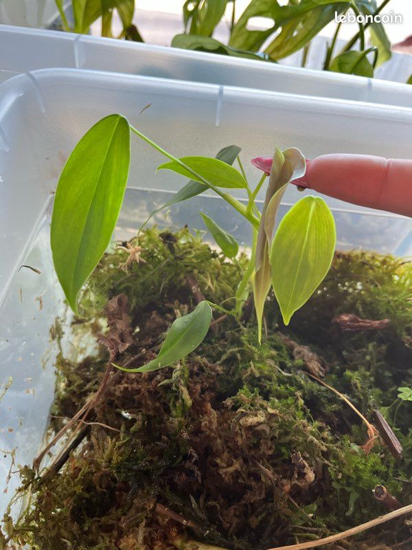 philodendron bilitiae Philodendron billietiae 10