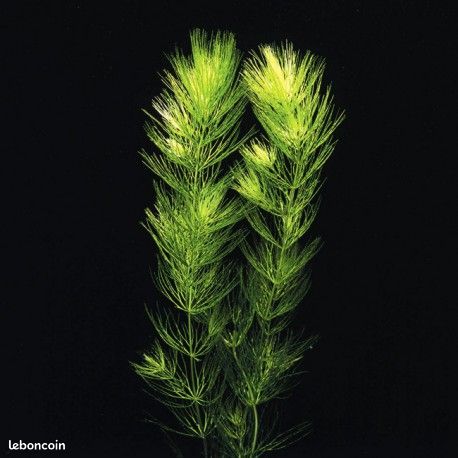 Plantes bassin et aqua (image 4)