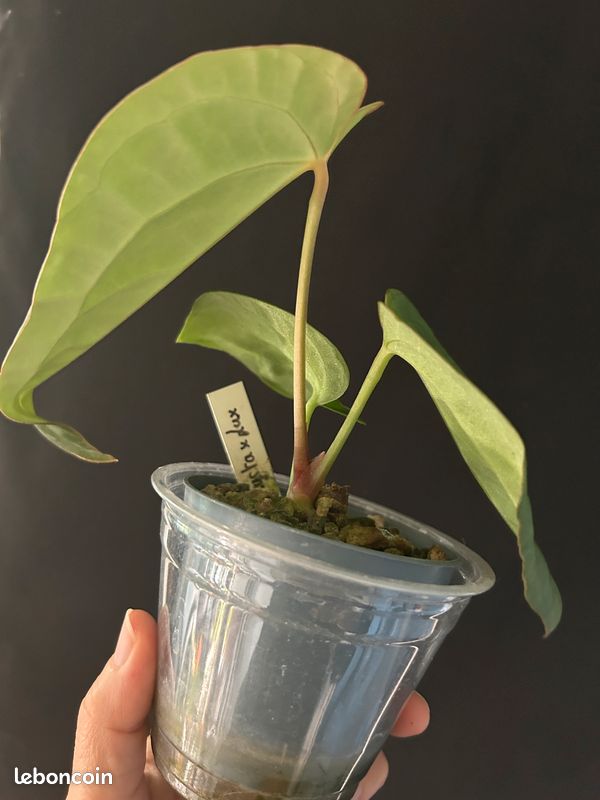 butterfly plant indoor White Butterfly Arrowhead Plant