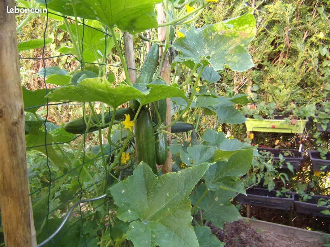 Plants de concombres bio (image 4)