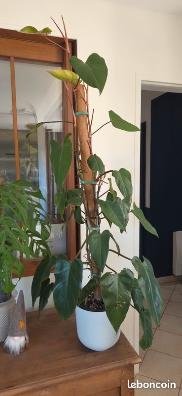 Magnifique Philodendron Red Emerald XXL — 1,45 m (image 3)