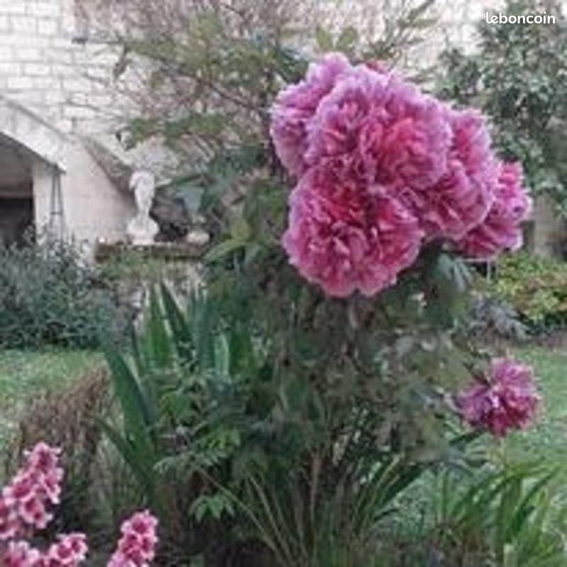 Location de gîte à proximité de Chinon et de la confluence Loire et Vienne (image 3)