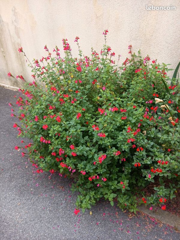 Arbuste ou pied de sauge rouge vivace (image 1)