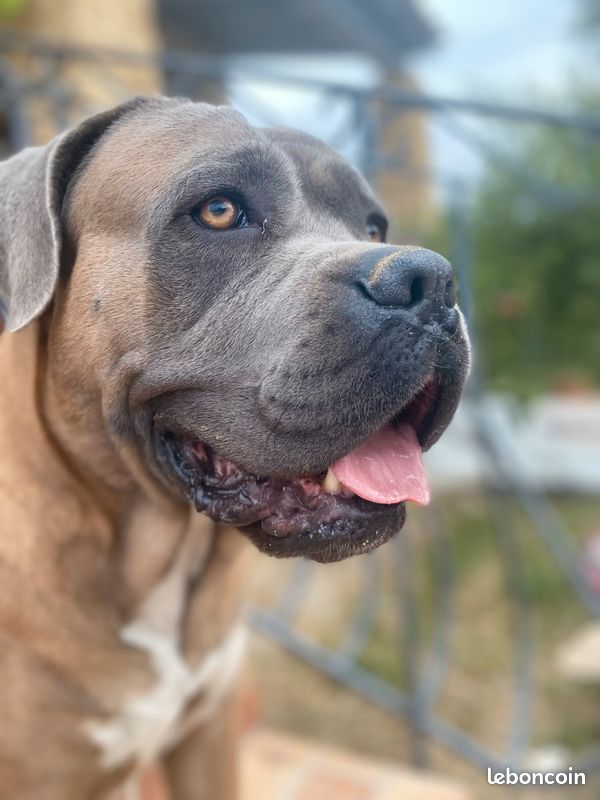 Saillie mâle cane corso (image 1)