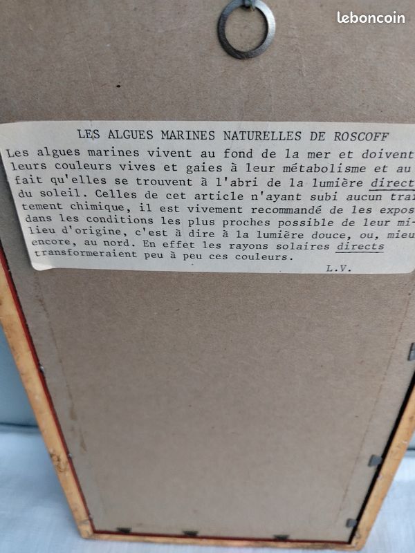 Tableau herbier marin d algues marines naturelles et séchées (image 4)