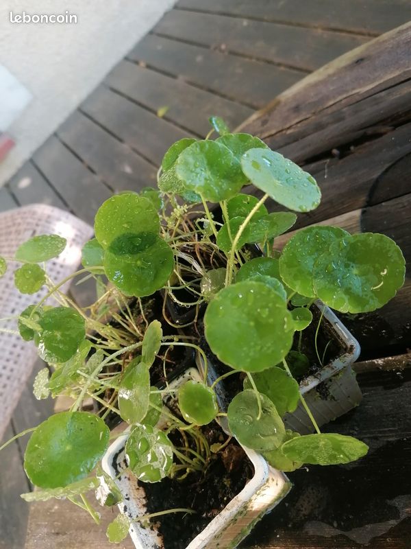Hydrocotyle pour bassin ou berges (image 2)