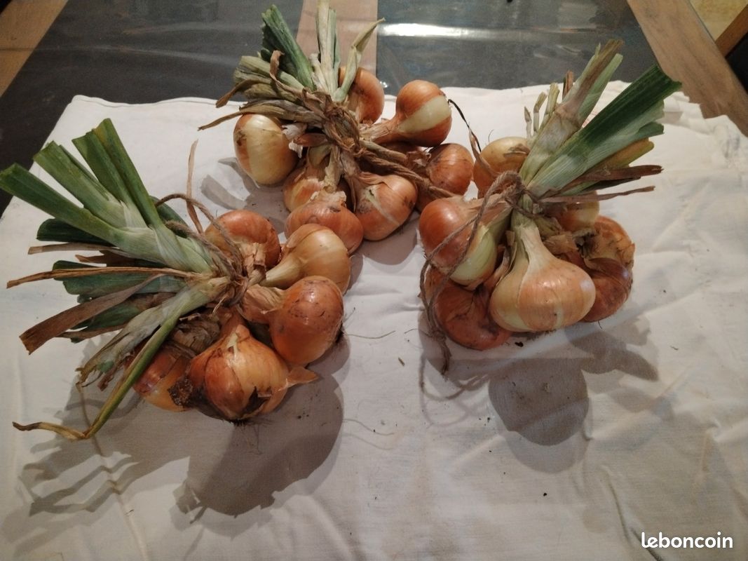 Oignons et échalotes bio. Pomme de terre nouvelle Amandine (image 7)
