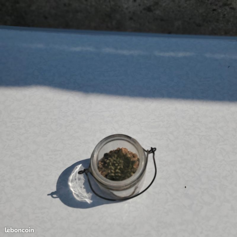Pots de petites plantes miniatures en plastique (image 3)