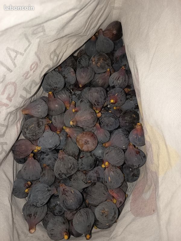 Figues violettes (image 1)