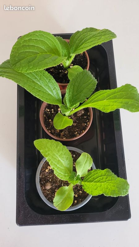 Jeunes Plants de Bourrache Blanche (image 2)