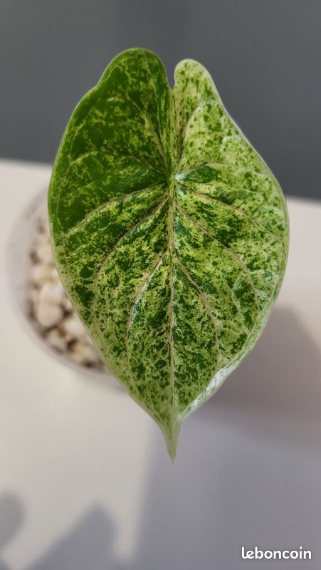 Alocasia dragon scale mint var - Jardin & Plantes