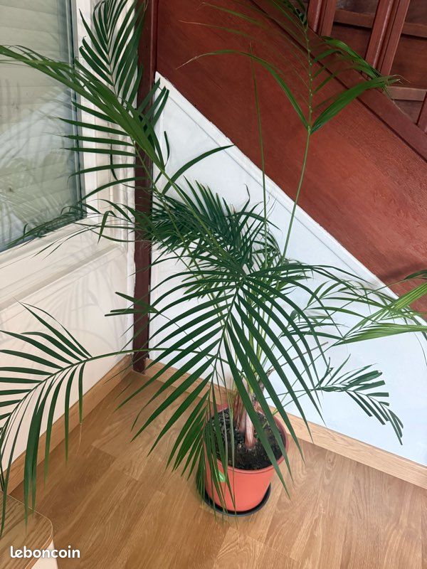 Palmier areca (image 2)