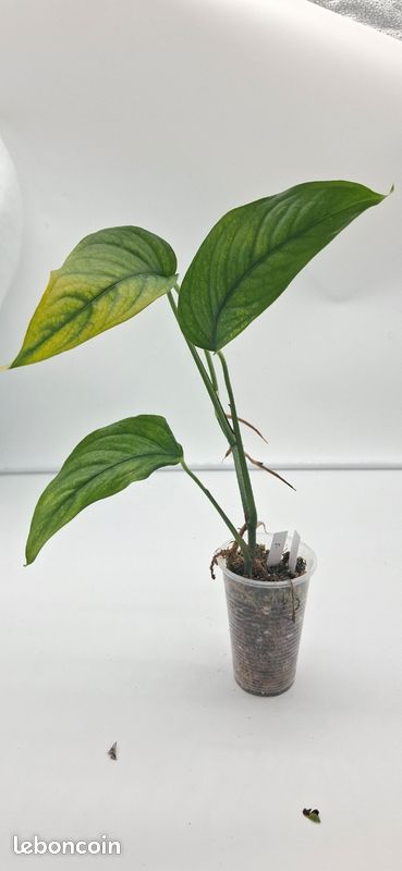 Monstera obliqua filamentous bouture 72 - Jardin & Plantes