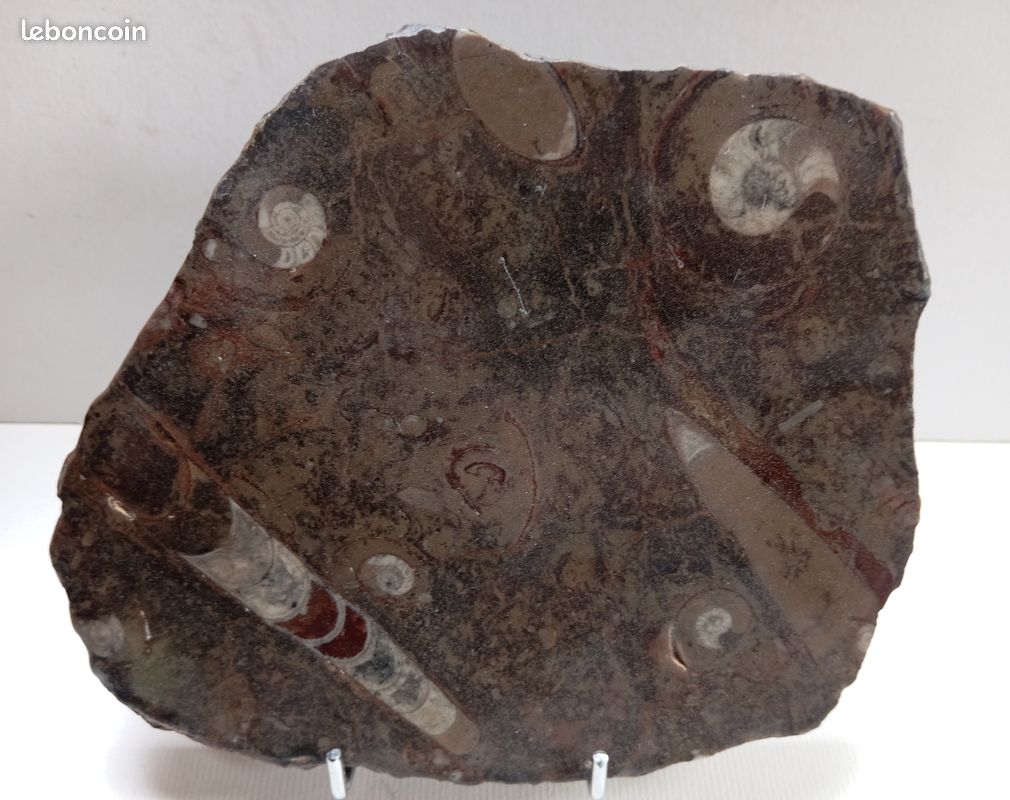 Ammonites et orthocéras : fossiles en plaque polie . 187 mm (image 1)