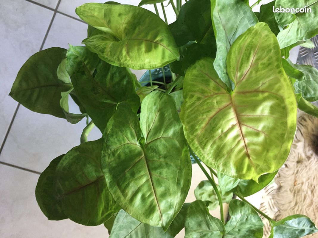 Syngonium Mango Allusion, Pixie et Neon Robusta (image 1)