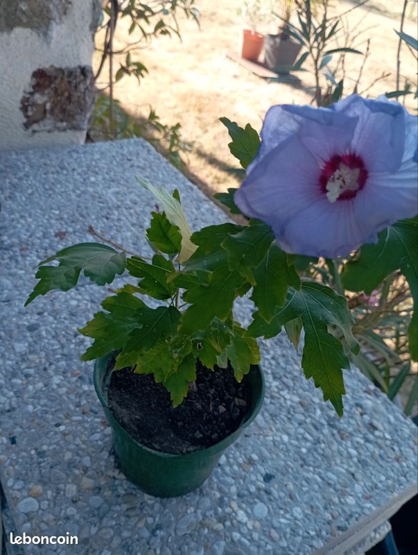 Hibiscus violet (image 3)