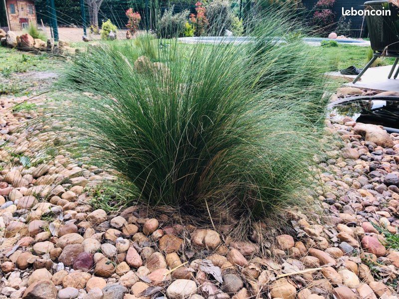 Plante Stipa « cheveux d’Ange » (image 7)