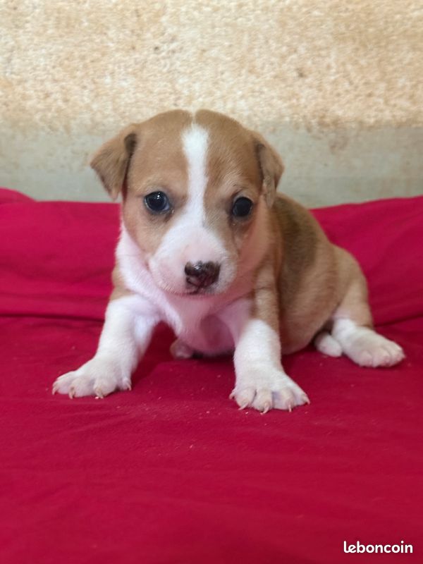 Jack russel (image 4)