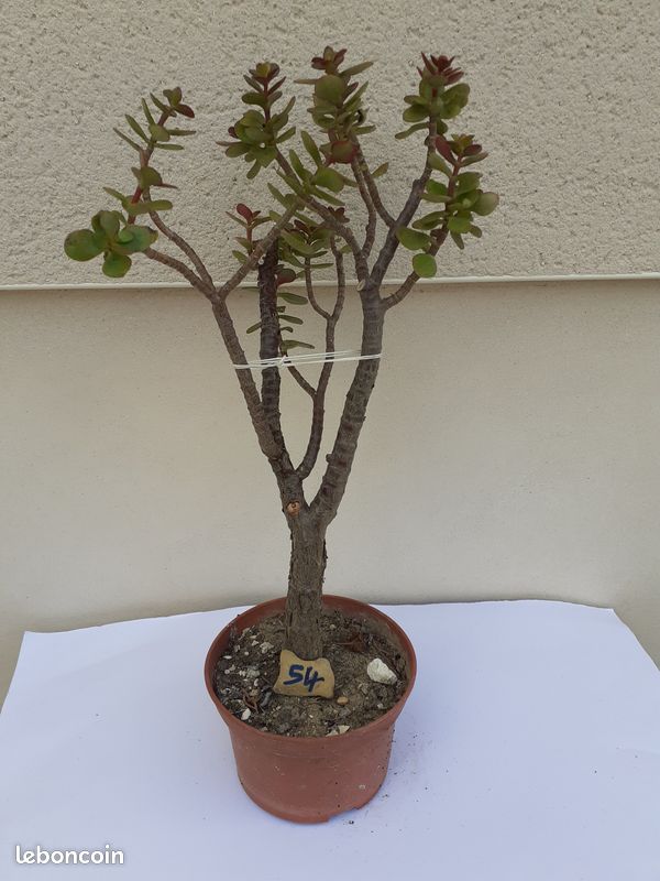 Plante grasse crassula bonsai 54 (image 2)