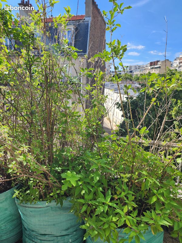 Arbres fruitiers et plantes aromatiques, de 15 à 40 en fonction de la taille (image 3)