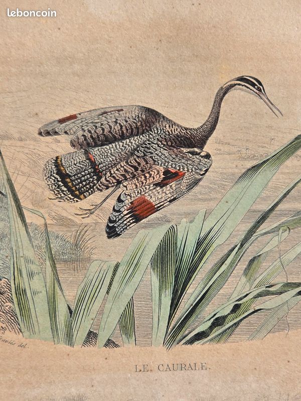 Gravure colorisée à la main de Buffon (+150 ans) – Poule sultane et caurale (image 2)