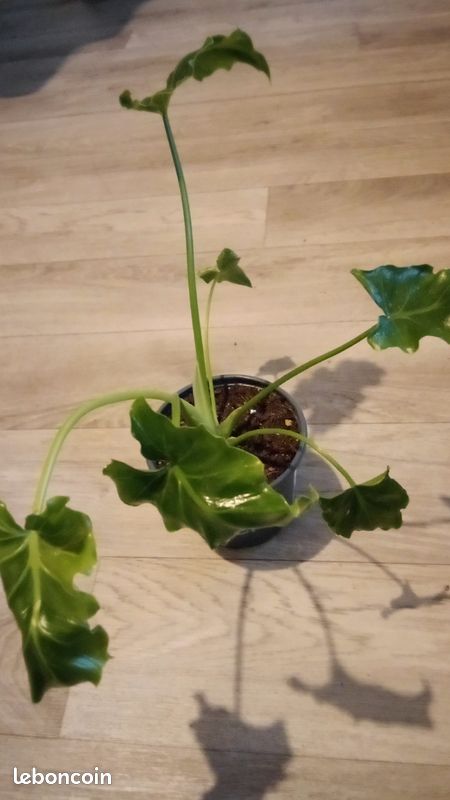 wide brim hosta plant Hosta Wide Brim AGM – Champion Plants