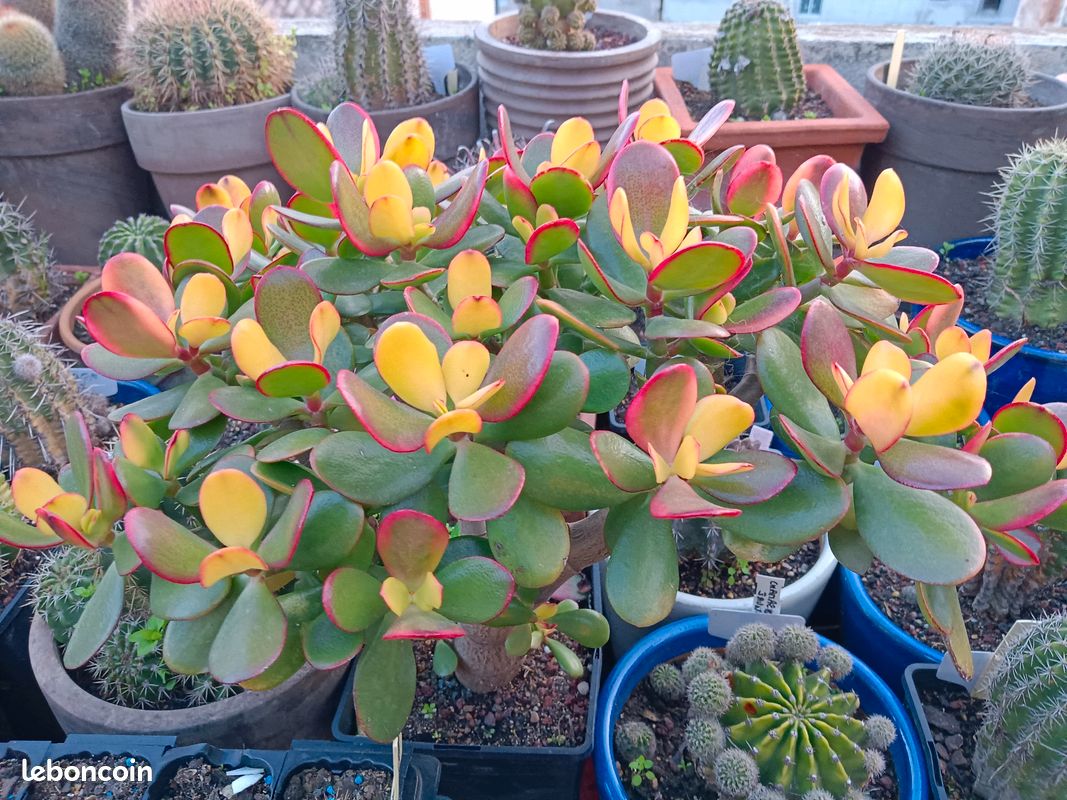 Plante grasse (image 13)