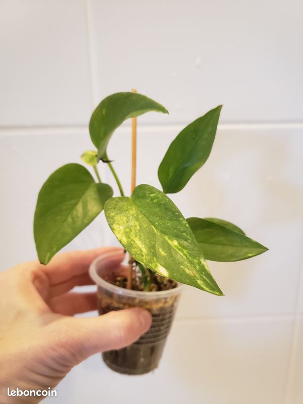 Pothos Doré (image 6)